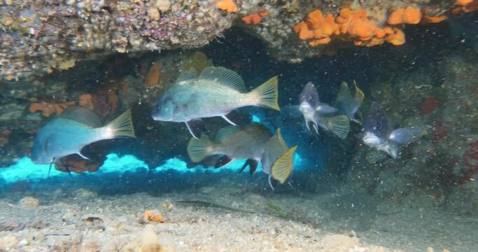 Sciaena umbra brown meagre corp fish croaker underwater in cave swim underwater scenery mediterranean