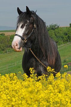 Shire Horse Stute Portr&auml;t