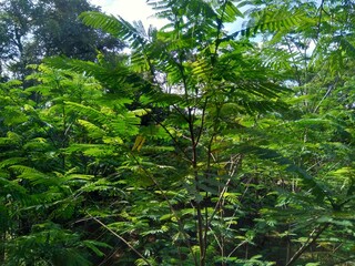 Fototapeta premium Albizia chinensis (silk tree, Chinese albizia, kool, khang hung, kang luang, cham, sengon) leaves with natural background. Albizia chinensis use as crates, boats, potions and bridges