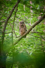 Barred Owl sitting in a tree.