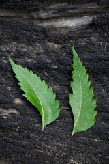 Neem Leaf With Black Background,Azadirachta indica, commonly known as neem, nimtree or Indian lilac, is a tree in the mahogany family Meliaceae. It is one of two species in the genus Azadirachta