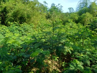 Fototapeta premium Albizia chinensis (silk tree, Chinese albizia, kool, khang hung, kang luang, cham, sengon) leaves with natural background. Albizia chinensis use as crates, boats, potions and bridges