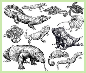 Big set of hand drawn sketch style reptiles isolated on white background. Vector illustration. - obrazy, fototapety, plakaty
