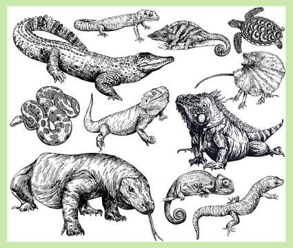 Big set of hand drawn sketch style reptiles isolated on white background. Vector illustration.