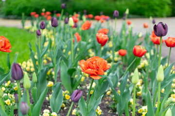 Fototapeta premium black and purple tulip flower or flowering tulipa with bokeh