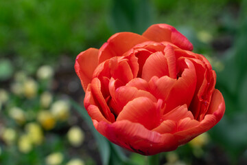Red tulip flower or flowering tulipa with bokeh
