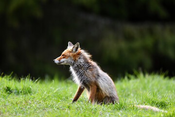 Red fox sitting in the forest meadow