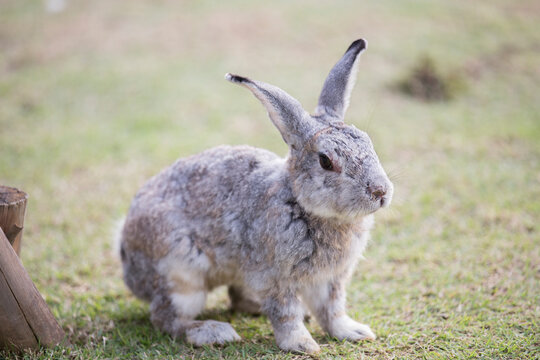 Grey abbit sitting on the ground