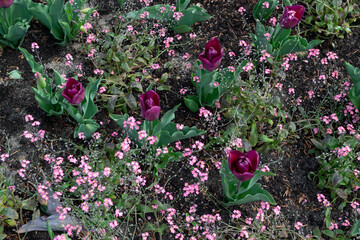 Dark red maroon tulip flower or flowering tulipa with bokeh