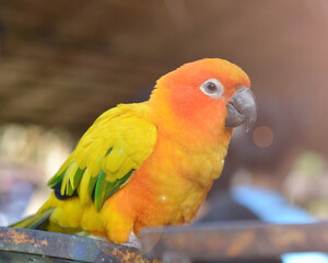 Portrait of beautiful colorful orange yellow green parrot bird in outdoor park.International Migratory Bird Day, World Migratory Bird Day, Bird Day,Exotic pet