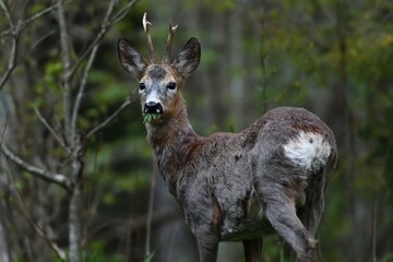 Roebuck portrait in the forest