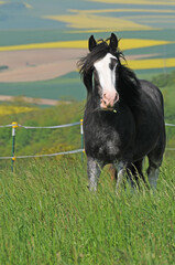 Obraz premium Shire Horse Stute auf der Weide