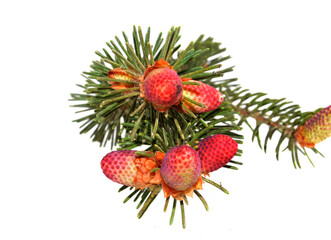 fir cone isolated on white background