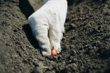 Planting plants in the ground with gloves close up