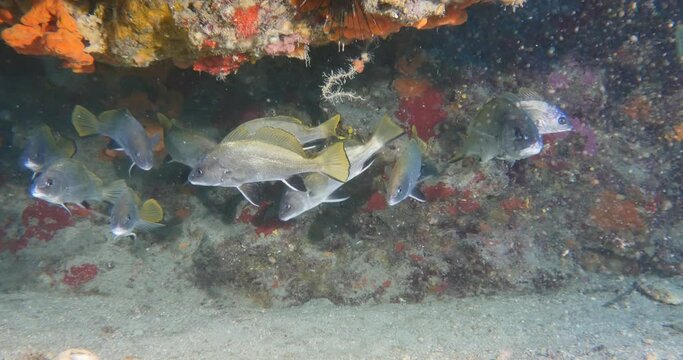Sciaena umbra brown meagre corp fish croaker underwater in cave swim underwater scenery mediterranean