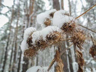 Plant under the snow. Snowy forest.
