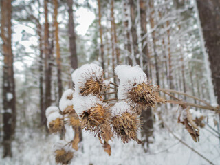 Plant under the snow. Snowy forest.