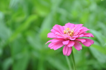 Fototapeta premium a pink zinnia flower 