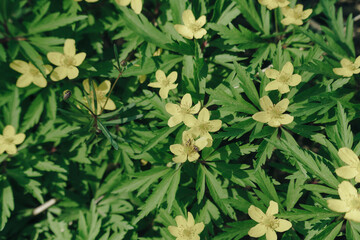 The first spring, wild yellow flowers