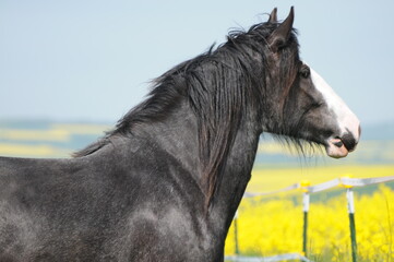 Fototapeta premium Shire Horse Stute Kopf