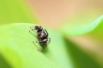 Spider (family: jumping spiders, species Evarcha arcuata) sitting on a green leaf. Green background. Macro.