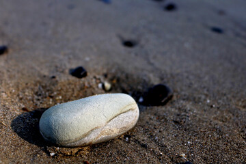 Corals and died sea creature lying on the beaches of Andaman & Nicobar island,