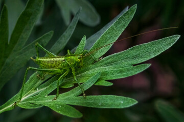 Fototapeta na wymiar Green grasshopper on the leaves of a plant in spring. Drops of dew. Grasshopper. Macro photo. Drops. The texture of the green leaves of the plant. Raindrops. Spring landscape.