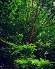 Obraz premium forest in the morning