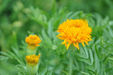 yellow marigold flower background its leaves