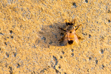 bee on the wall