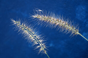 Fototapeta premium Close-up of setaria on a blue background