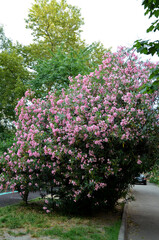 blooming tree in the park blooming oleander shrub with beautiful pink flowers outdoors in summer