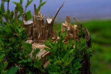 Sawn tree. Stump. Green growth on a sawn tree. Close-up. Young green leaves and branches on a stump. Spring landscape. Renewal of life in the spring. - obrazy, fototapety, plakaty