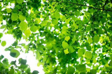 新緑の葉