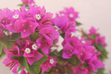 Fototapeta na wymiar pink hydrangea flowers