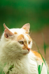 Beautiful stray cat without a house portrait on a green background