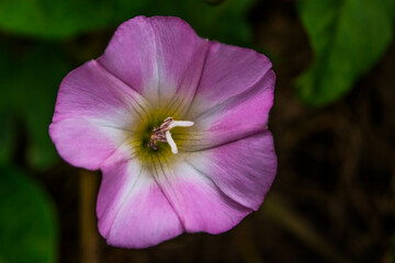 Fototapeta premium Small pink flower in the spring. Super macro photo. Texture of pink flower petals. White stamens and pestle super close-up. Blooming grass in the spring. Green leaves of a plant. Green background
