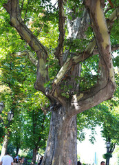 Fototapeta premium Ukraine Odessa July 2018. Old maple tree in Odessa. Green city Odessa, Ukraine. Tourism and historical sites.