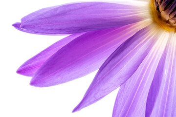 water lily petal on white background