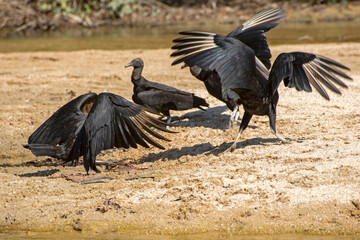 Vultures dancing at a tropical beach