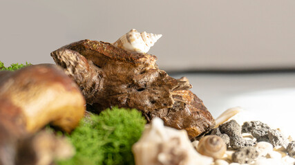 Sea pebbles, shells, stabilized moss and wooden driftwood on a white isolated background. Volcanic stones.