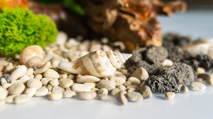 Sea pebbles, shells, stabilized moss and wooden driftwood on a white isolated background. Volcanic stones.