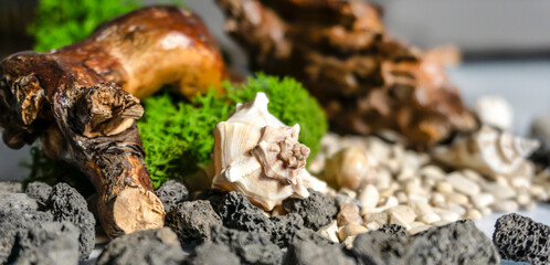 Sea pebbles, shells, stabilized moss and wooden driftwood on a white isolated background. Volcanic stones.