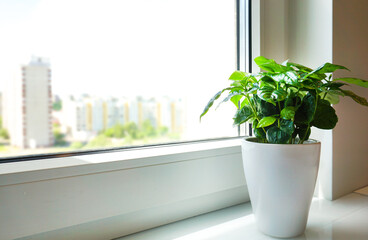 The window is white and the flower is in a white pot on a white glossy table. Sunlight.