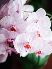 Obraz na płótnie Canvas Elegant bouquet with tender pink orchid flowers on black background closeup.
