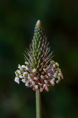 Green plant with a long stem
and seeds. Macro photo. Flowering plants close-up. Green grass in the spring. The texture of the leaves and seeds of a green plant. Plant stems on the ground