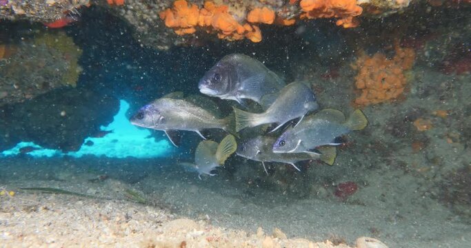 Sciaena umbra brown meagre corp fish croaker underwater in cave swim underwater scenery mediterranean