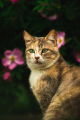 Naklejka na ściany i meble Beautiful cat on a background of a bush with flowers, a stray animal