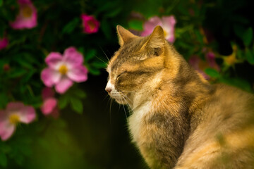 Beautiful cat on a background of a bush with flowers, a stray animal