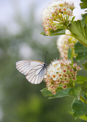 white butterfly on a blooming tree